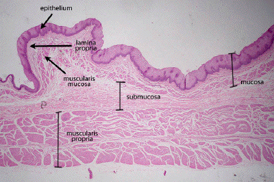 Muscularis Mucosae Muscularis Mucosae