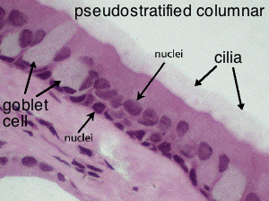 ciliated epithelium labeled