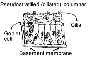 pseudostratified ciliated columnar epithelium