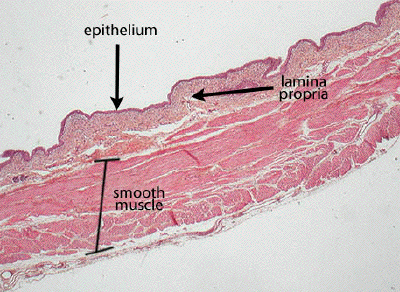Histological presentation of bladder smooth muscle preparations from